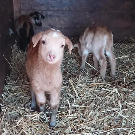 Muellers Muehle Farm stay *