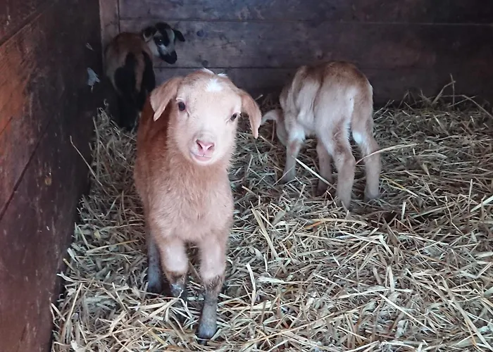 Muellers Muehle 农家乐 *